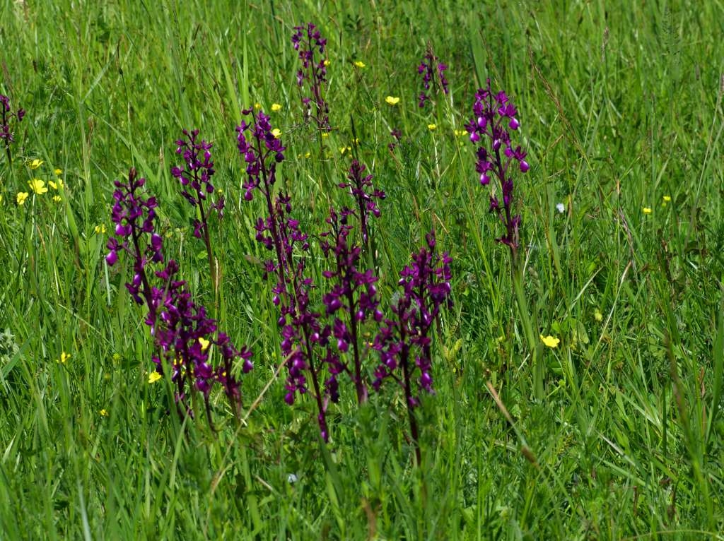 IMGP0787-1024~0.jpg