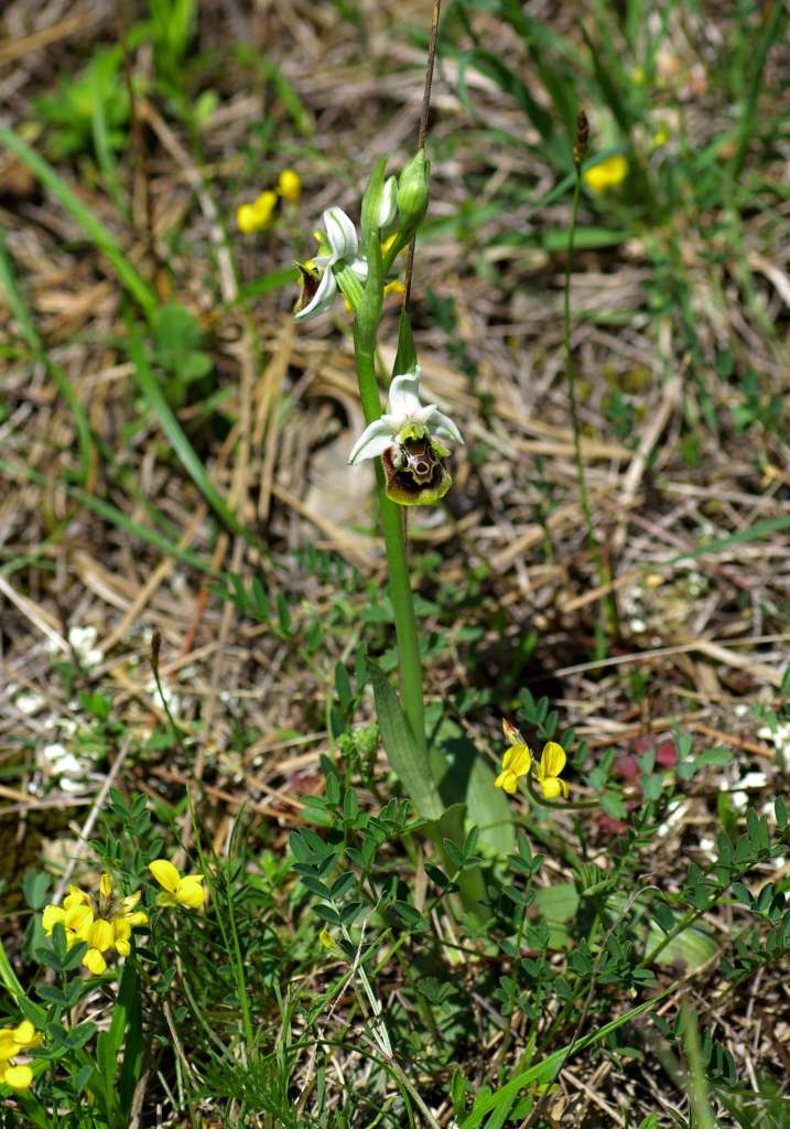 IMGP0815-1024~1.jpg
