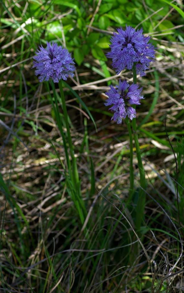 IMGP0841-1024~0.jpg