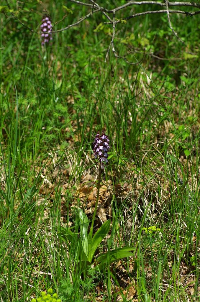 IMGP0882-1024~1.jpg