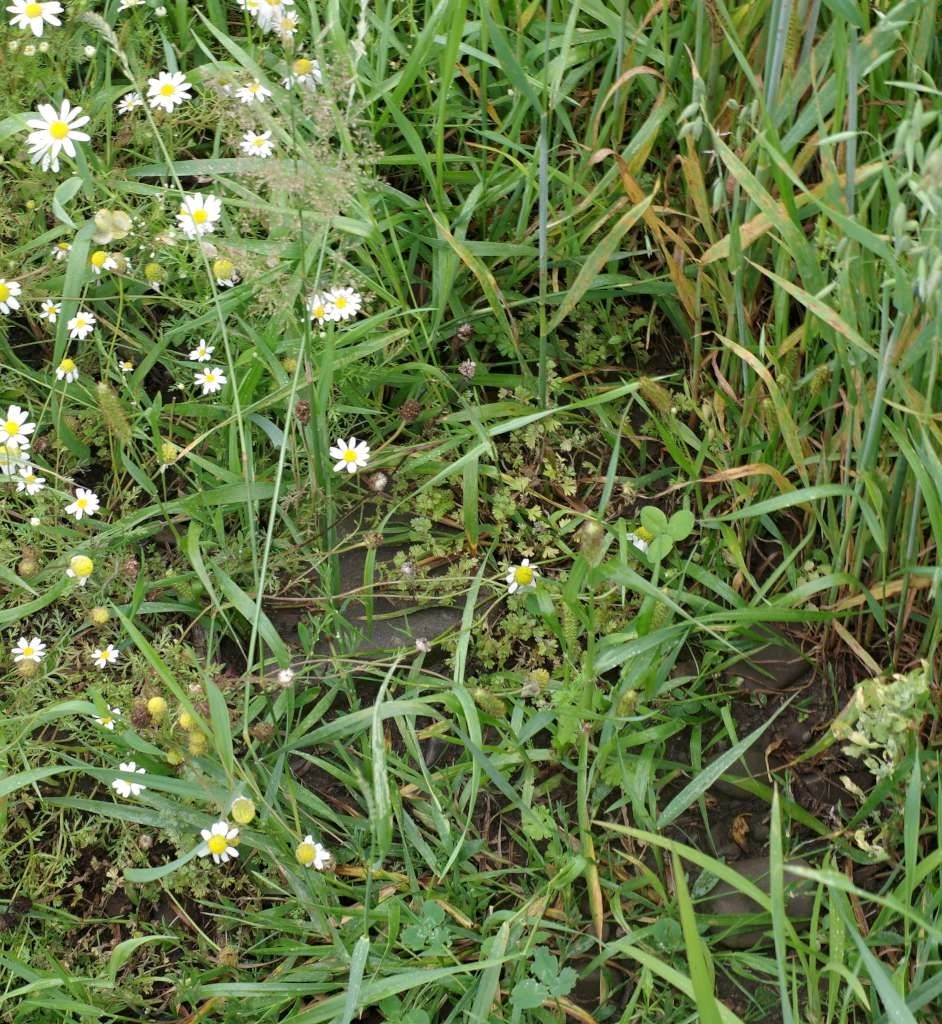 IMGP0902-1024~0.jpg