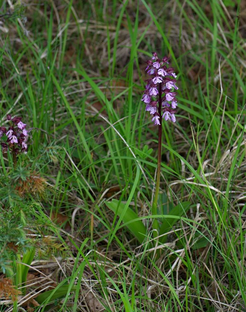IMGP0915-1024~0.jpg