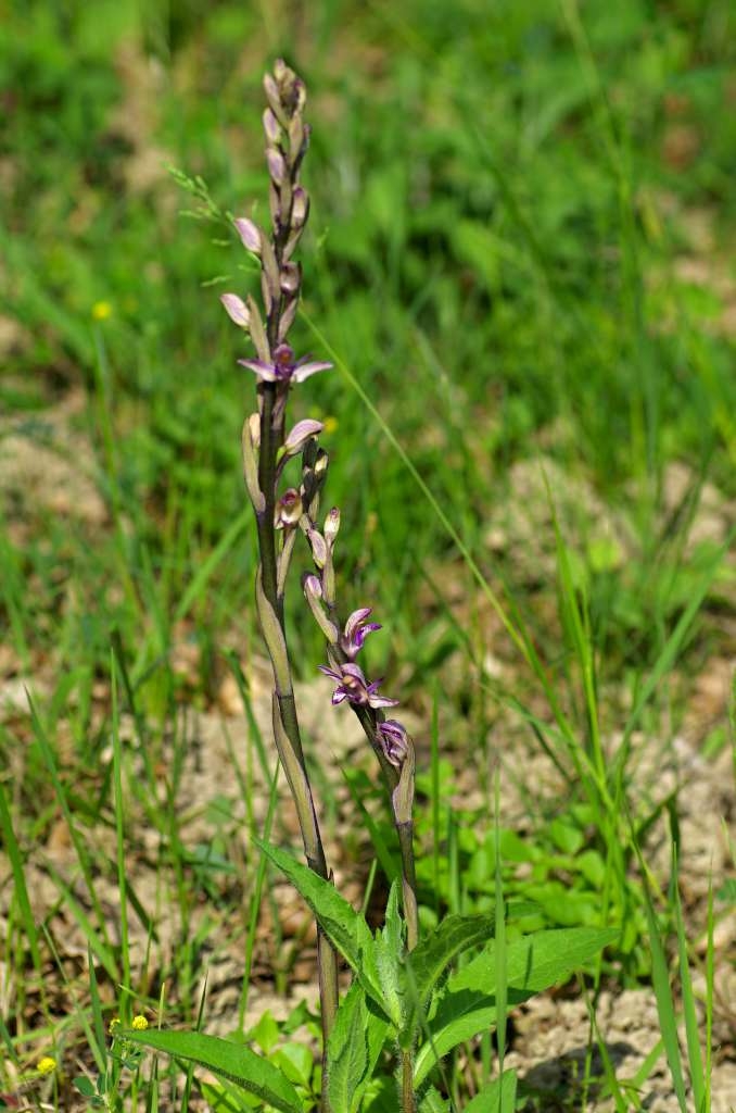 IMGP0931-1024.jpg
