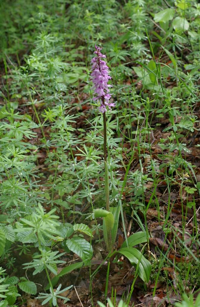 IMGP0940-1024~0.jpg
