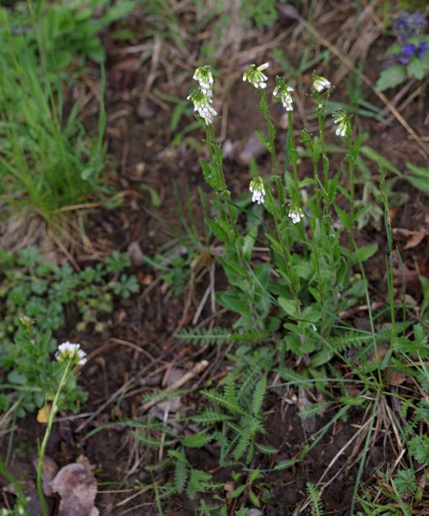 IMGP0950-1024~2.jpg