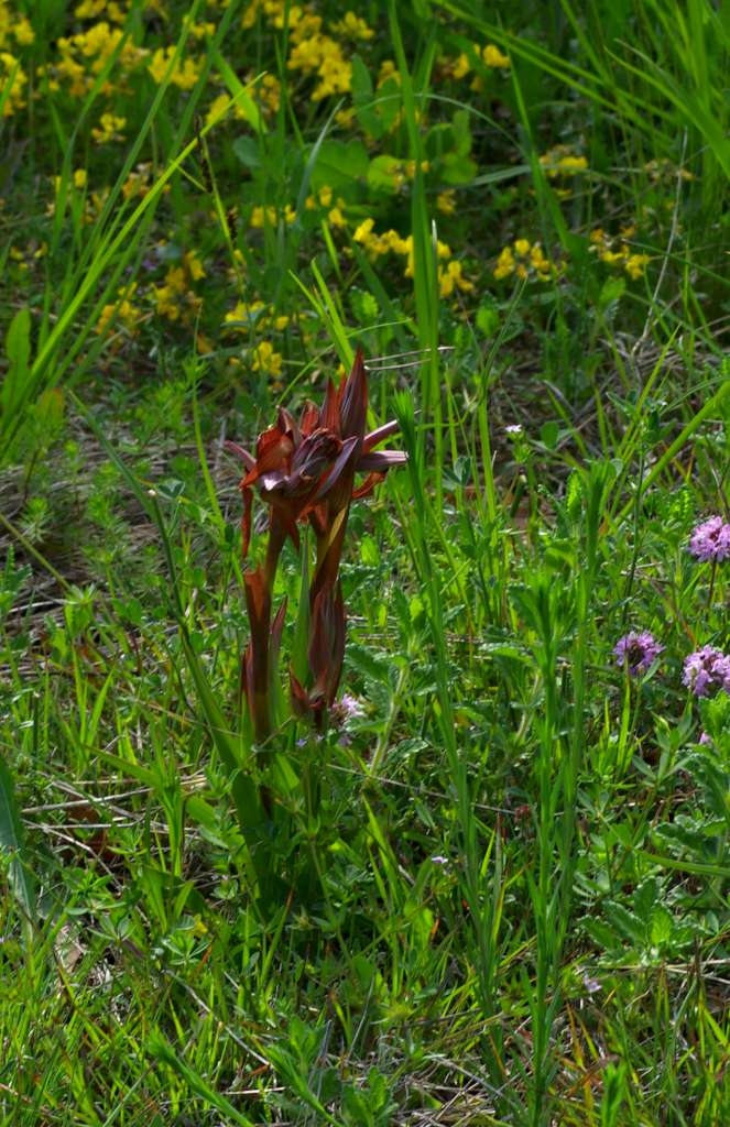IMGP0957-1024.jpg