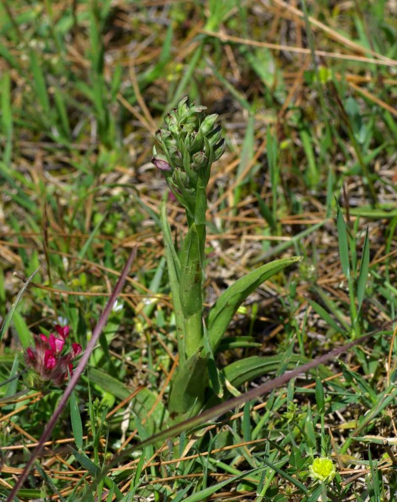 IMGP1016-1024~0.jpg