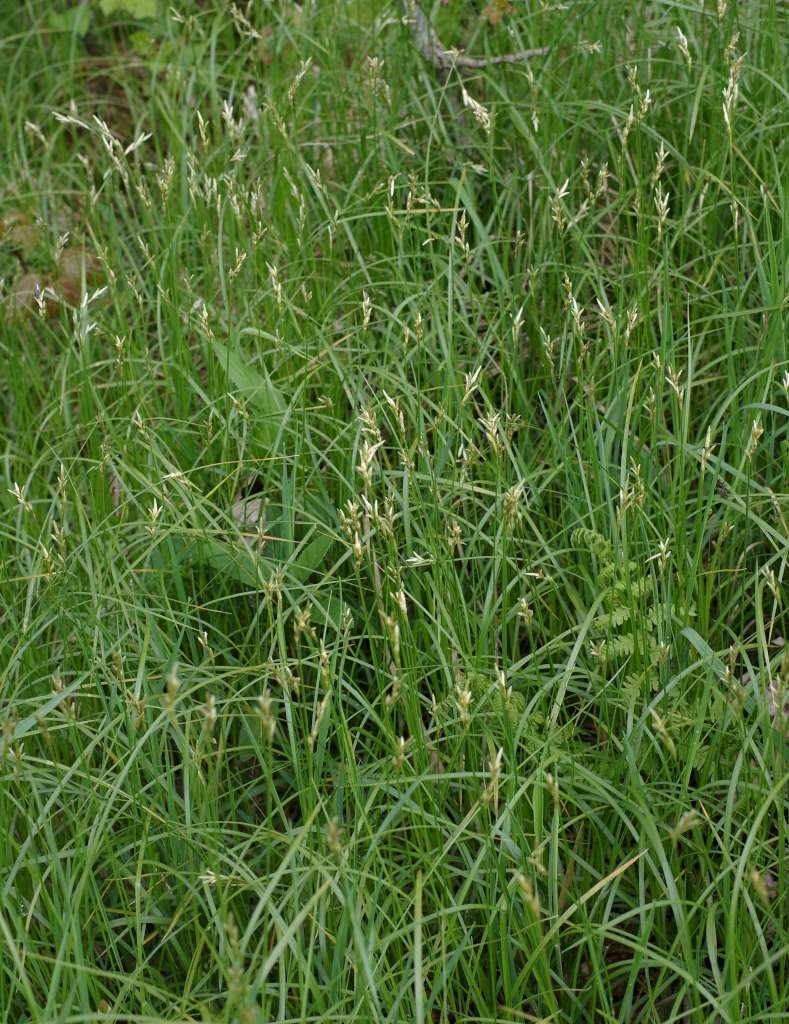 IMGP1016-1024~3.jpg