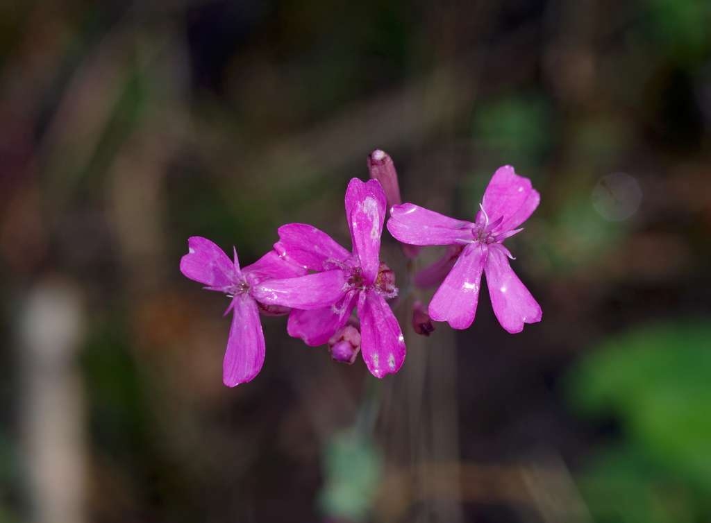 IMGP1034-1024~1.jpg