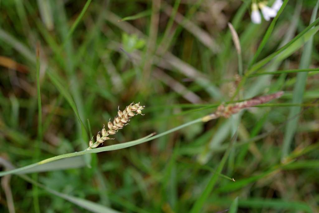 IMGP1117-1024~0.jpg