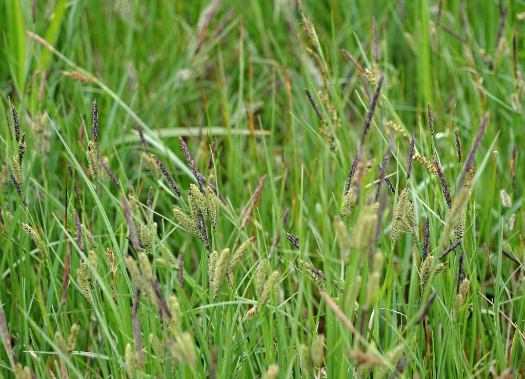 IMGP1120-1024~1.jpg