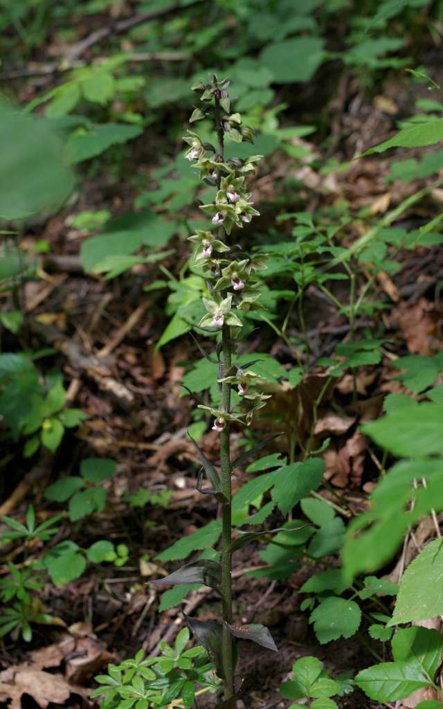 IMGP1132-1024~1.jpg