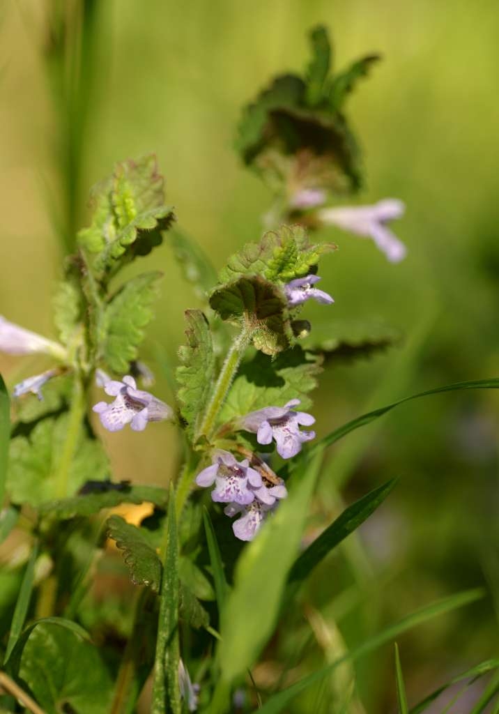IMGP1207-1024~2.jpg