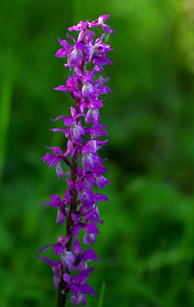 IMGP1211-1024~0.jpg