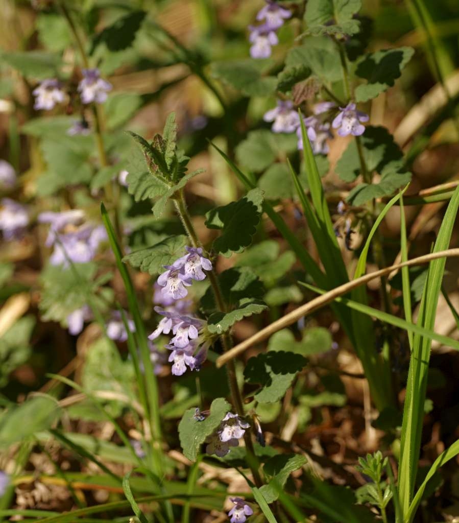 IMGP1213-1024~2.jpg