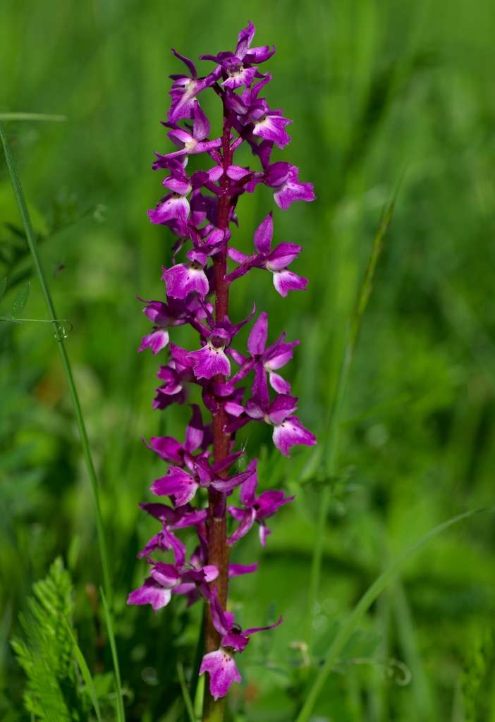 IMGP1220-1024~1.jpg