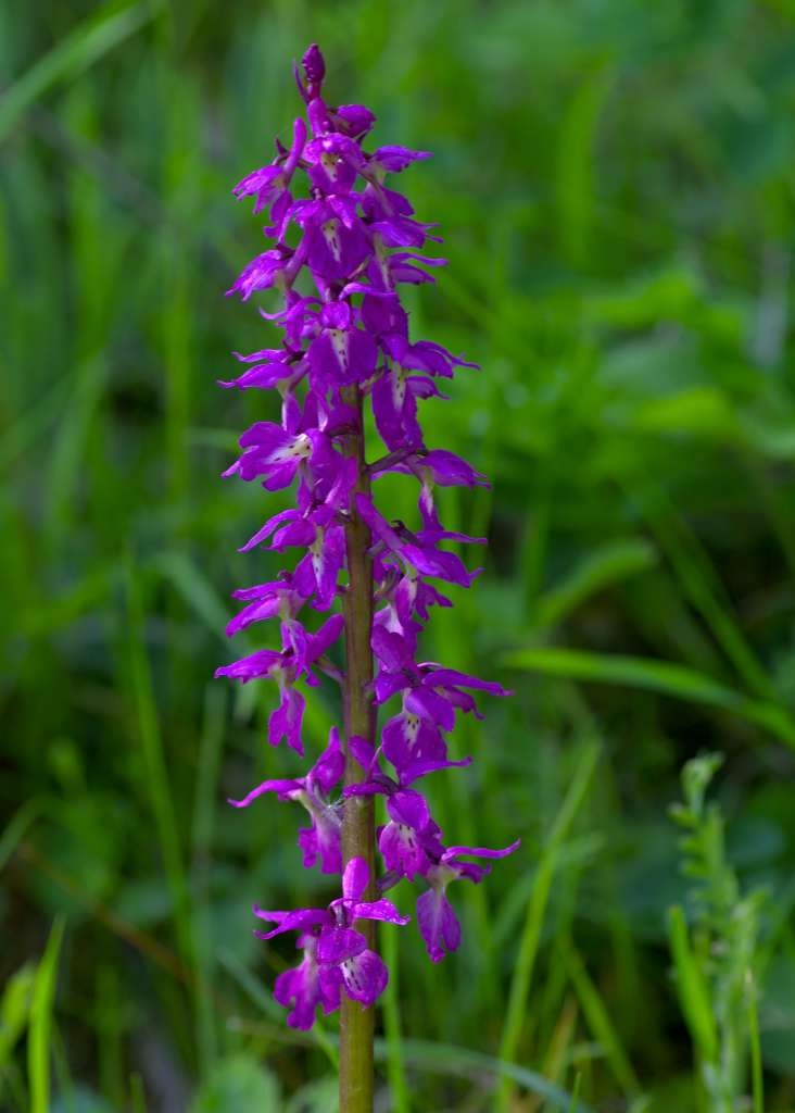 IMGP1225-1024~0.jpg