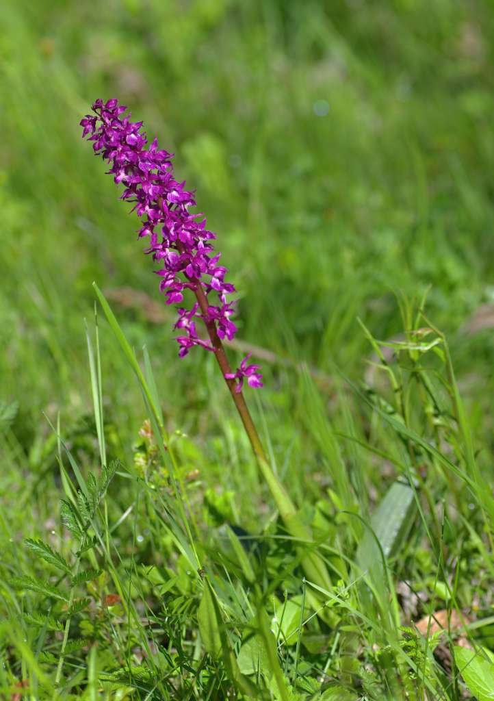 IMGP1231-1024~1.jpg