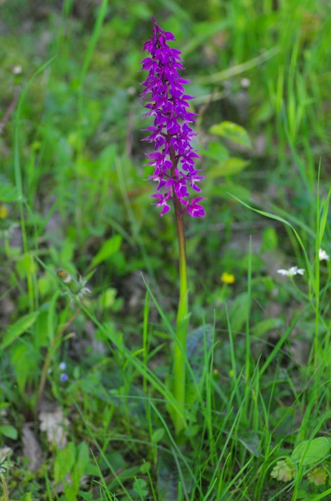 IMGP1234-1024~0.jpg