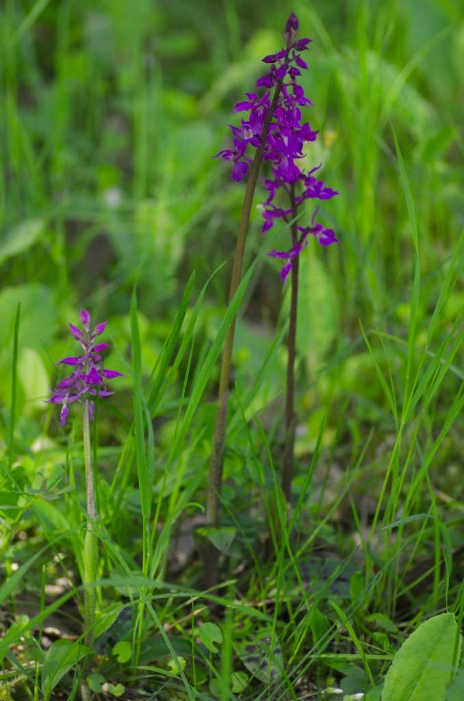 IMGP1239-1024~2.jpg