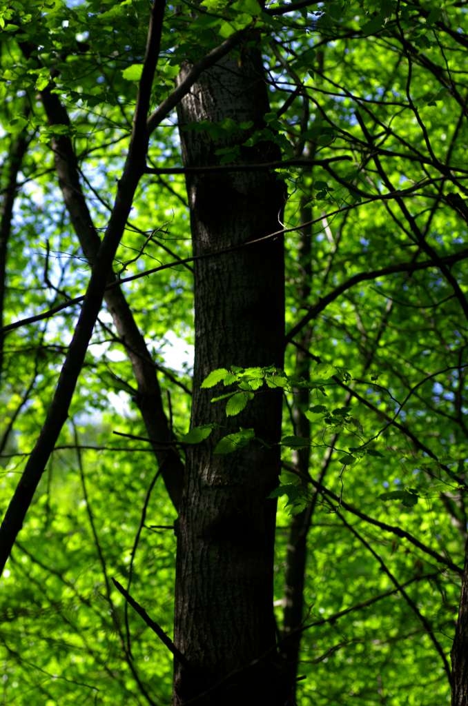 IMGP1253-1024~0.jpg