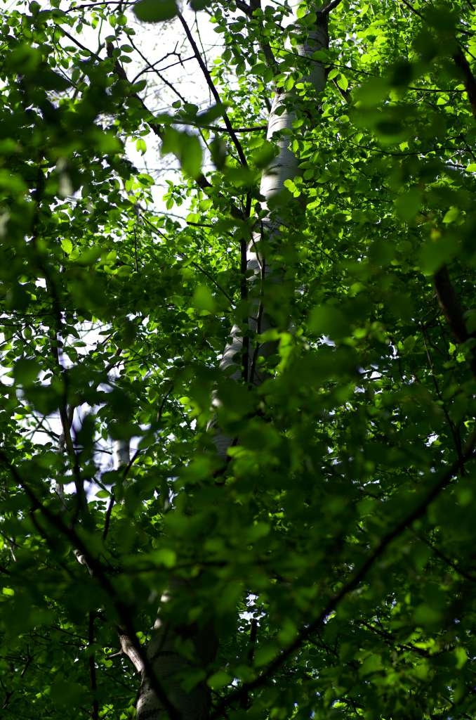 IMGP1255-1024~0.jpg