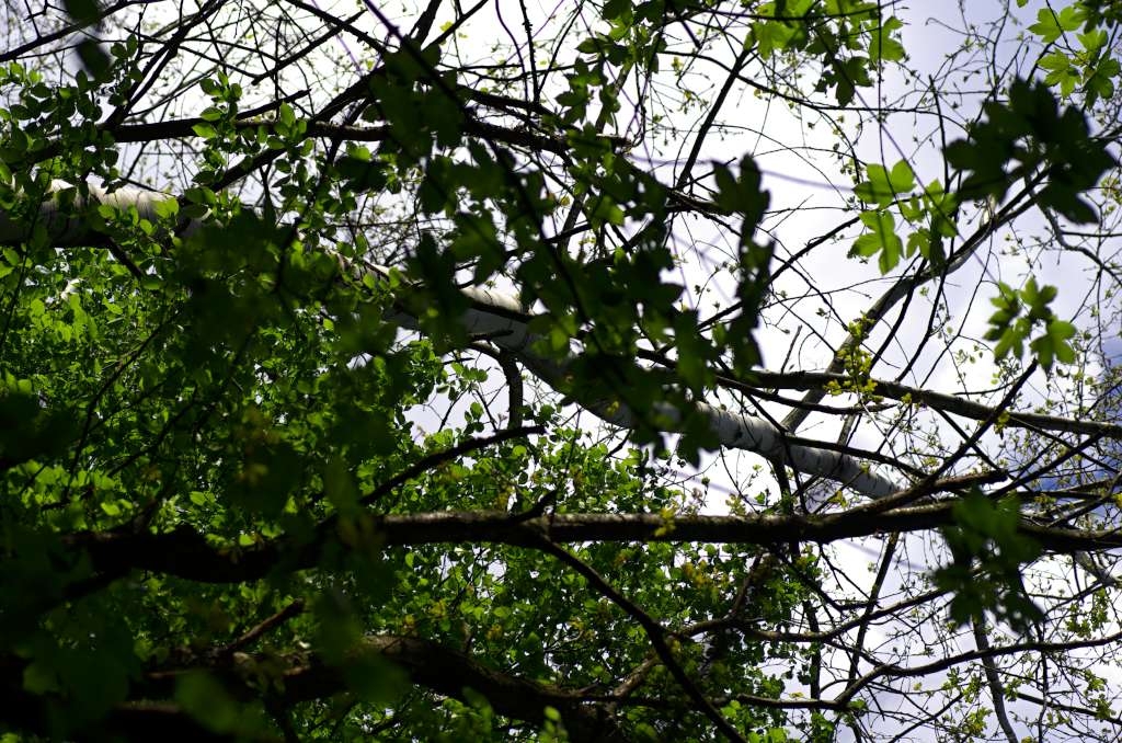 IMGP1257-1024~0.jpg