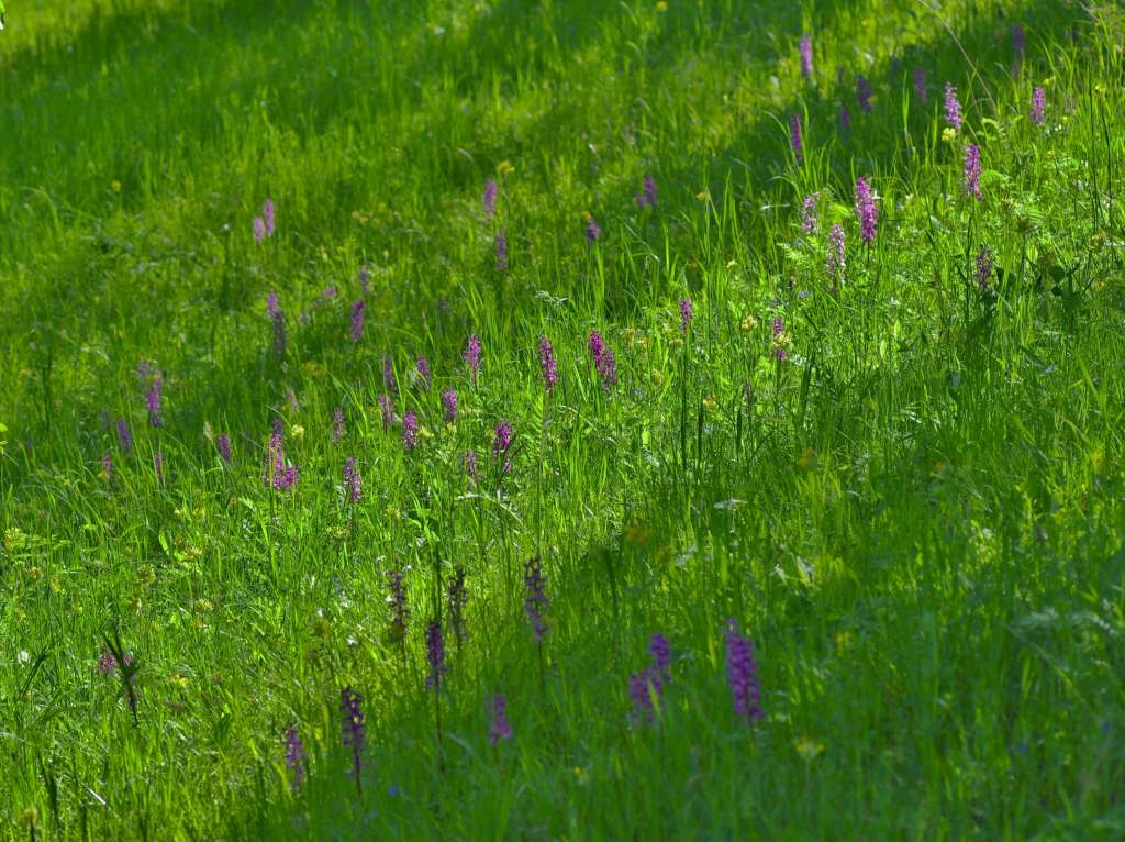 IMGP1259-1024~1.jpg