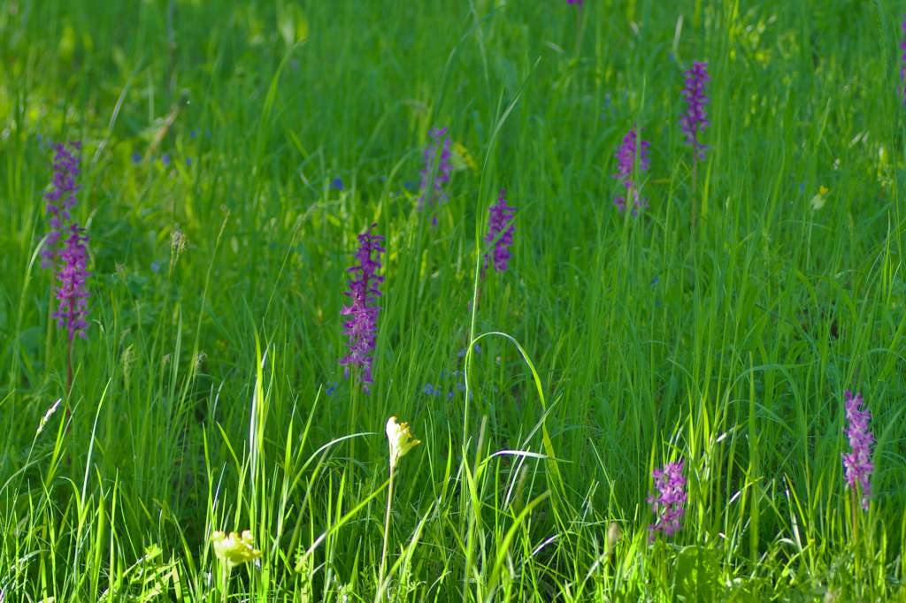 IMGP1262-1024~1.jpg