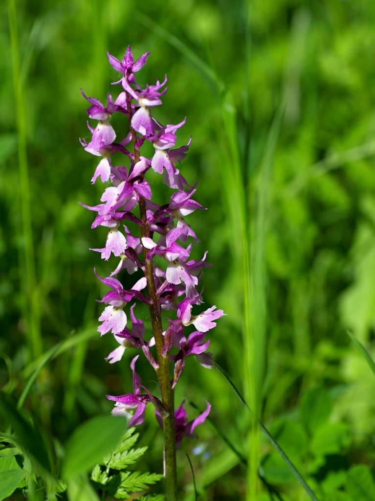 IMGP1263-1024~2.jpg
