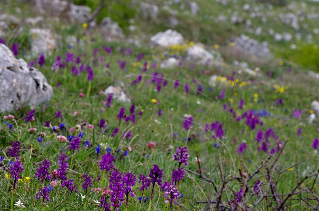 IMGP1265-1024~0.jpg