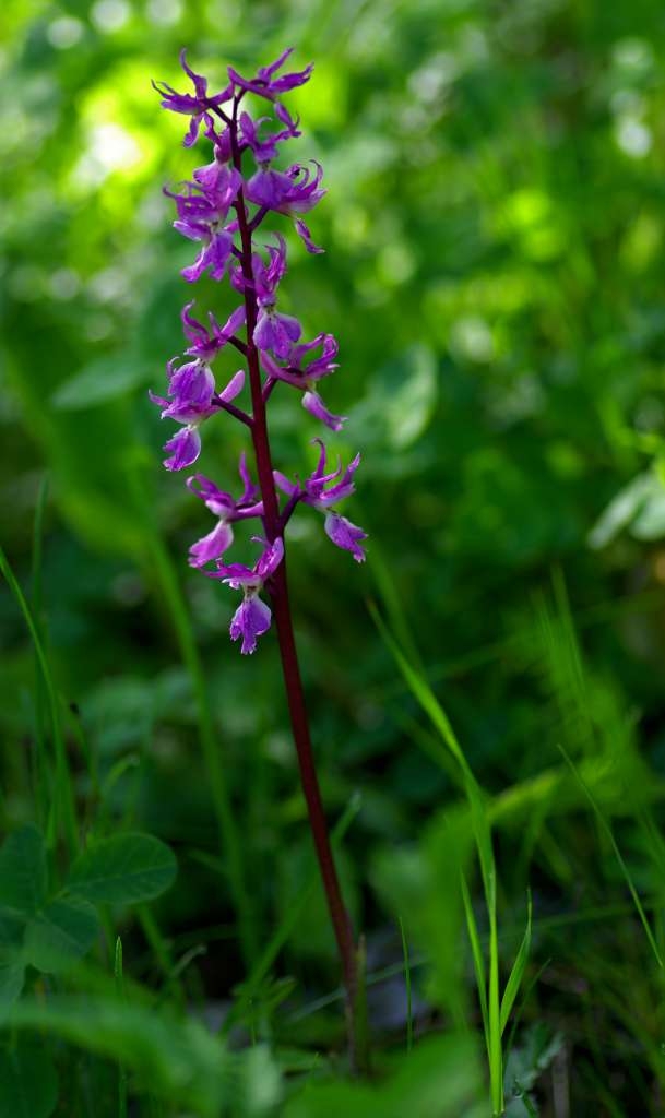 IMGP1271-1024~0.jpg