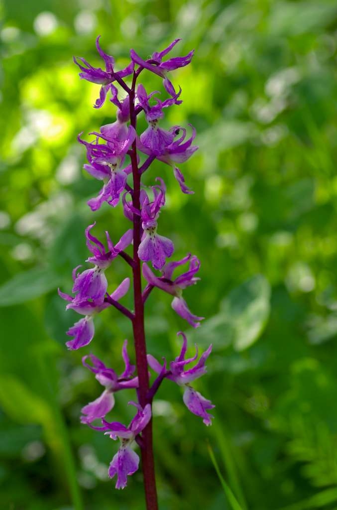 IMGP1273-1024~1.jpg