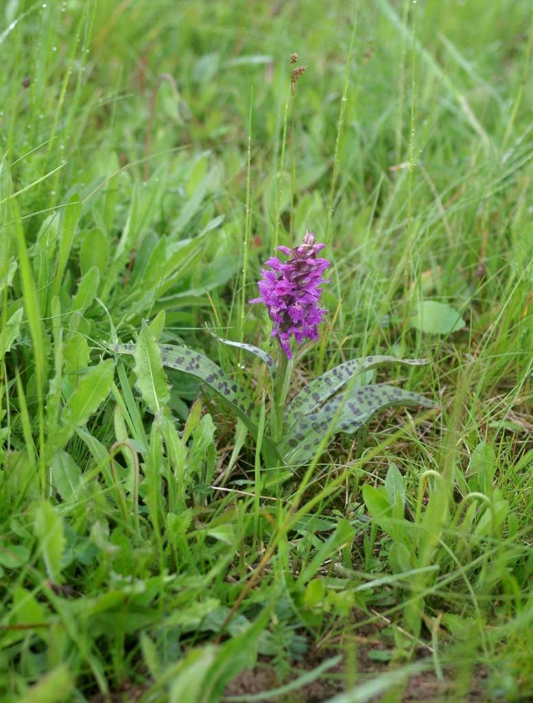 IMGP1295-1024~2.jpg