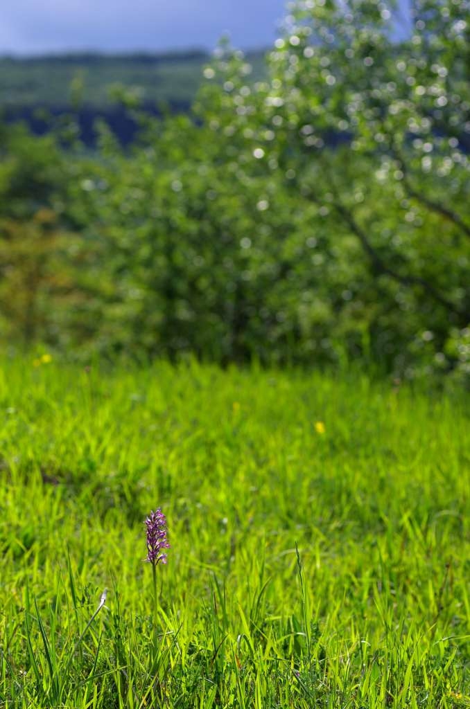 IMGP1329-1024~0.jpg