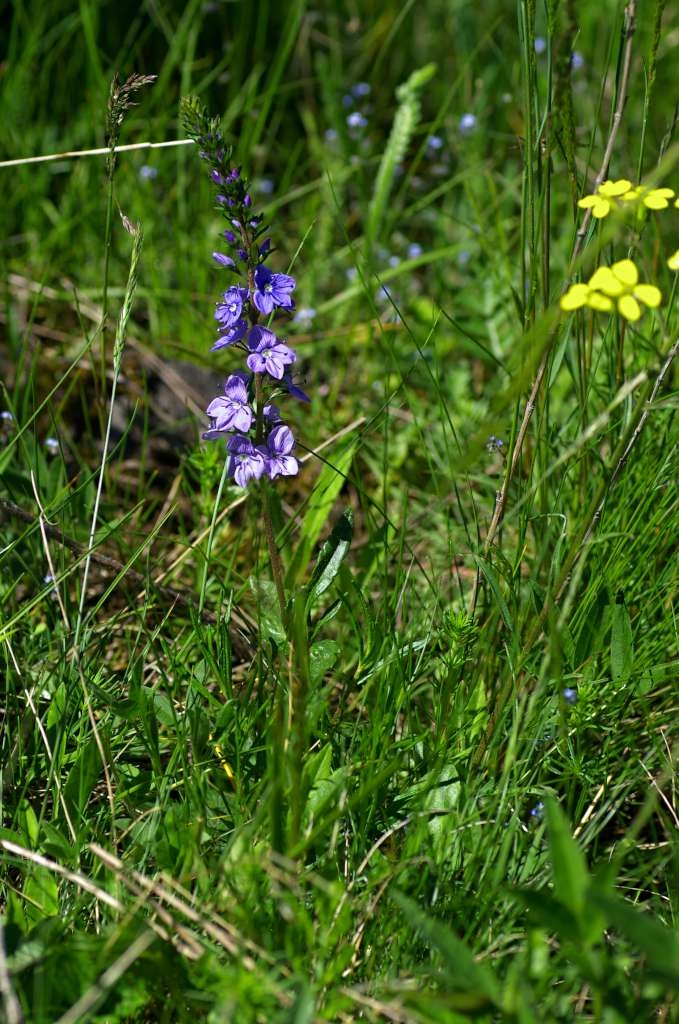 IMGP1341-1024~1.jpg