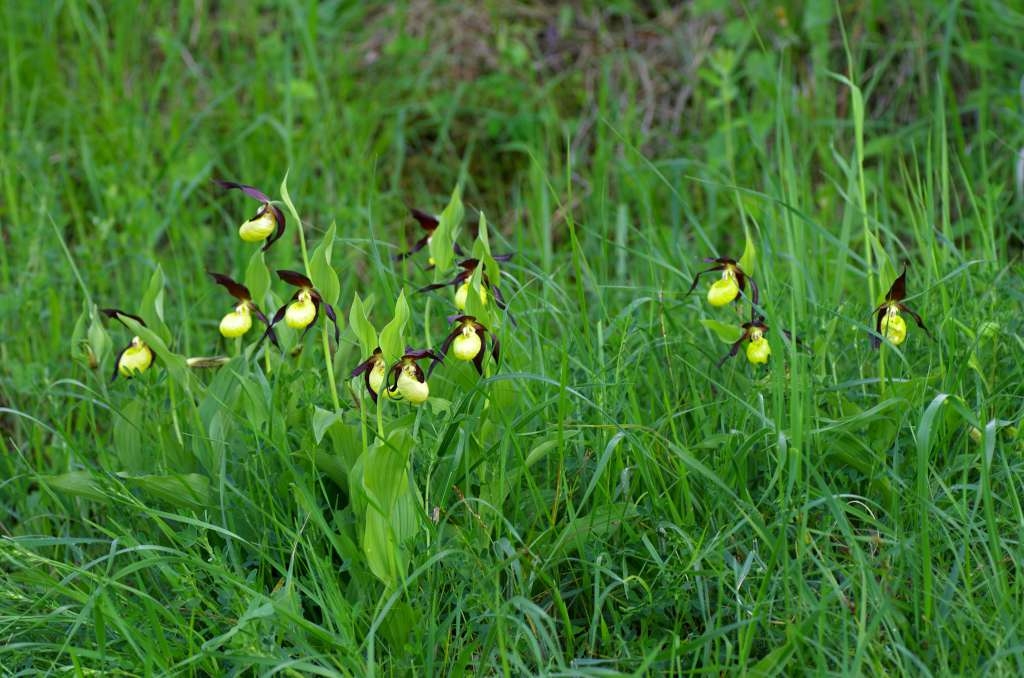 IMGP1349-1024~2.jpg