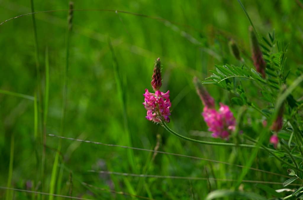 IMGP1360-1024~1.jpg