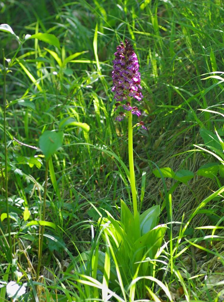 IMGP1375-1024~0.jpg