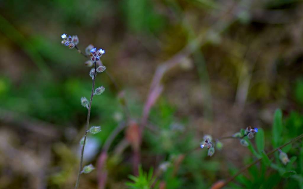 IMGP1392-1024.jpg