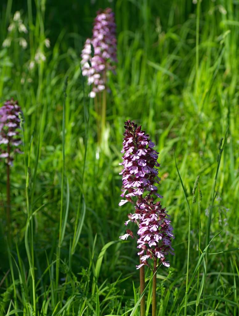 IMGP1399-1024~0.jpg