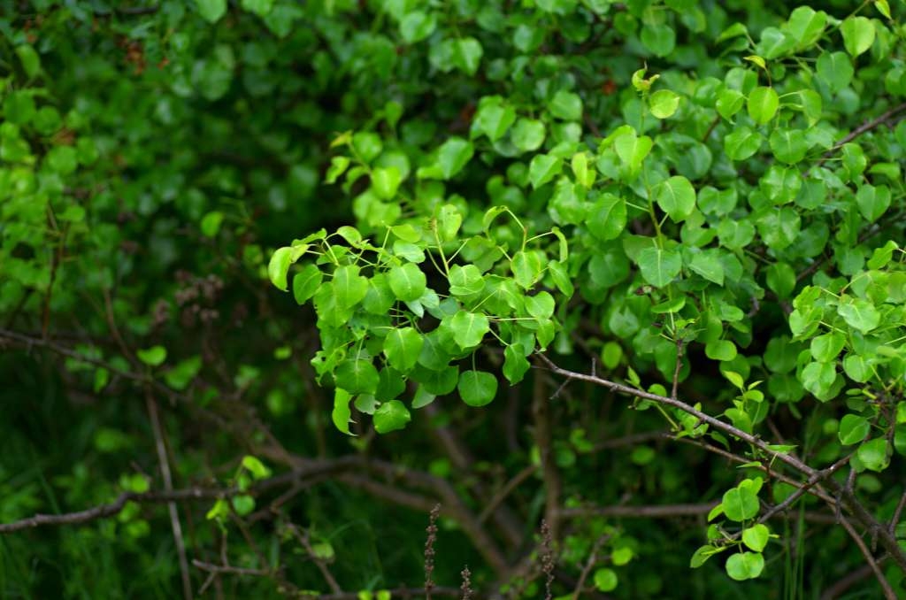 IMGP1408-1024.jpg