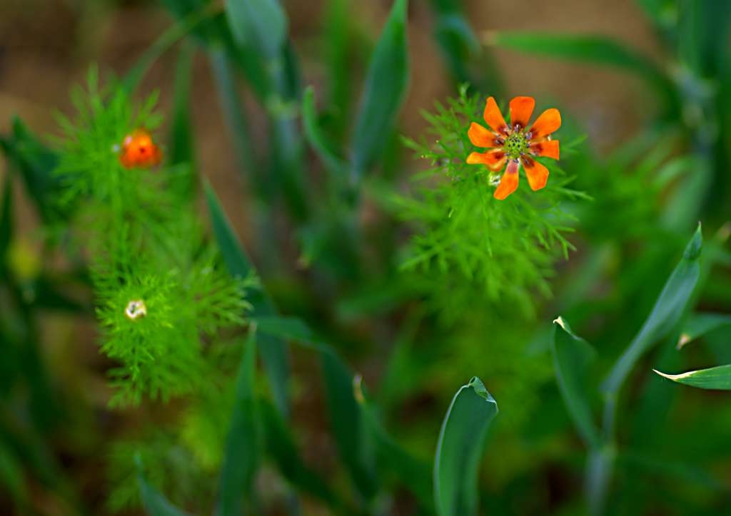IMGP1418-1024~1.jpg