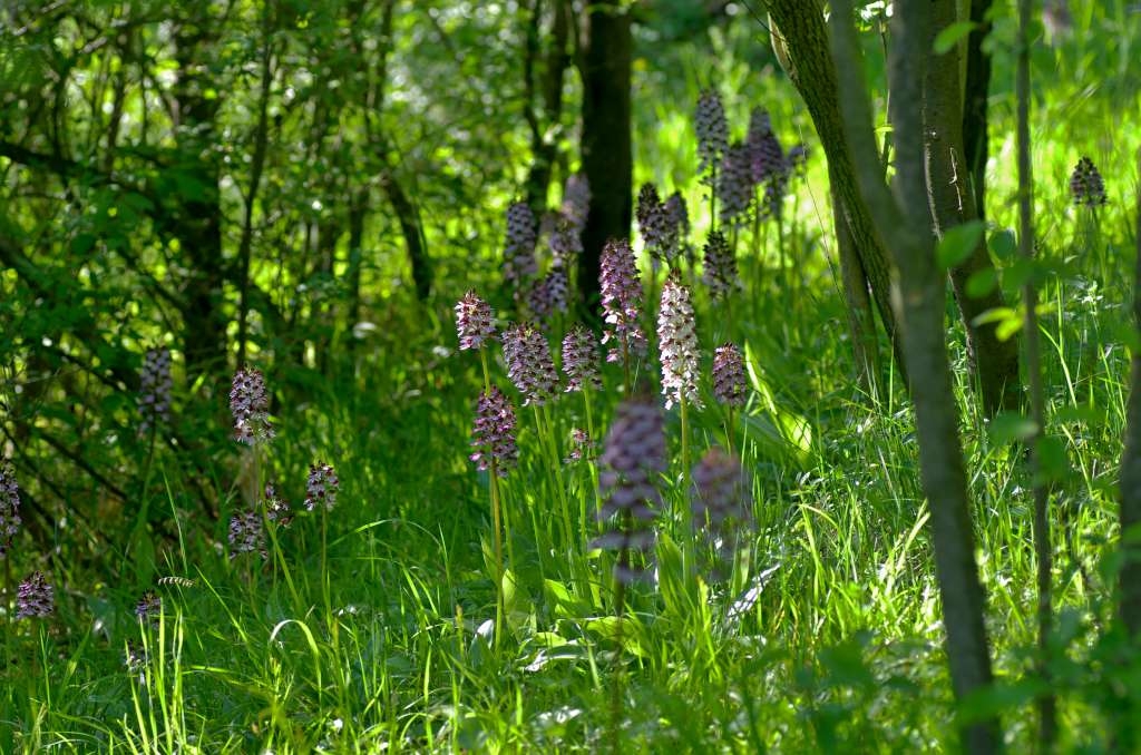 IMGP1445-1024~1.jpg