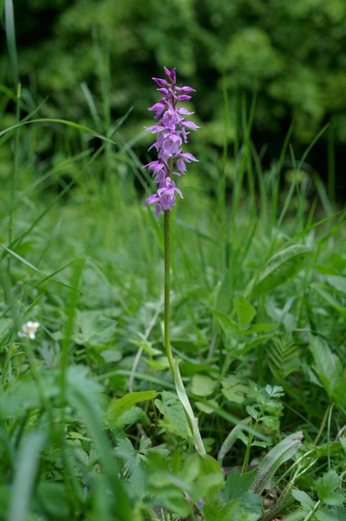 IMGP1445-1024~4.jpg