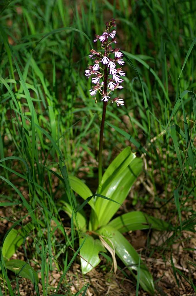 IMGP1457-1024.jpg