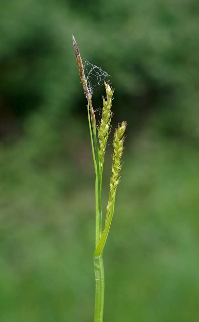 IMGP1460-1024~1.jpg