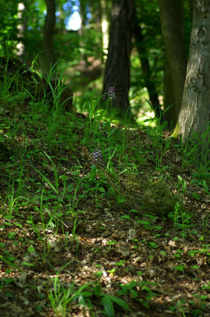 IMGP1465-1024~0.jpg