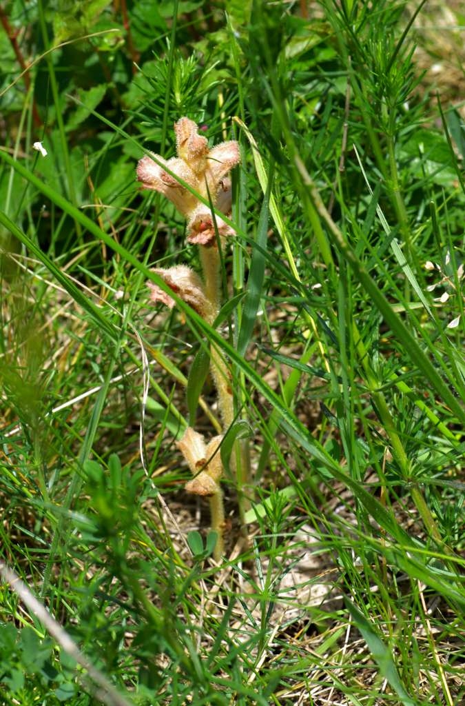 IMGP1496-1024~0.jpg