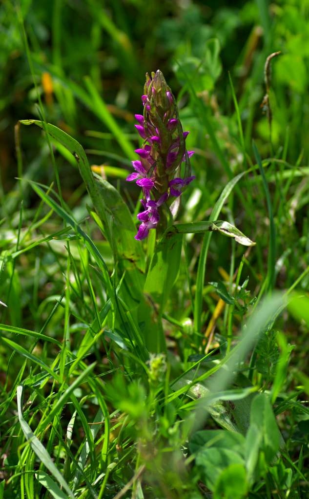IMGP1517-1024~0.jpg
